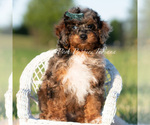 Small Photo #106 Poodle (Miniature) Puppy For Sale in WARSAW, IN, USA