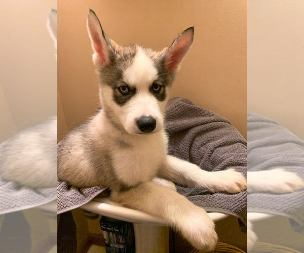 Medium Photo #2 Siberian Husky Puppy For Sale in TRIMBLE, MO, USA