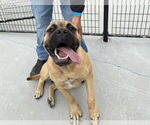 Small #1 Bullmastiff