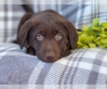 Small Photo #10 Labrador Retriever Puppy For Sale in LAKELAND, FL, USA