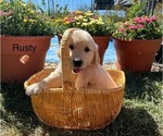 Puppy Rusty Golden Retriever