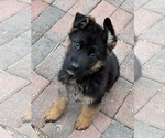 Small #3 German Shepherd Dog