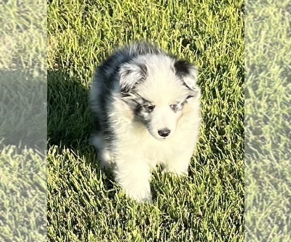 Medium Photo #3 Shetland Sheepdog Puppy For Sale in FORT MORGAN, CO, USA
