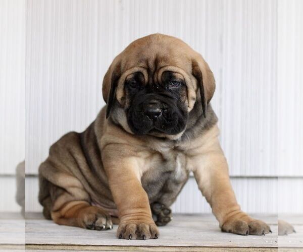 Medium Photo #4 Cane Corso Puppy For Sale in LANCASTER, PA, USA