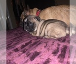 Small Photo #2 French Bulldog Puppy For Sale in PITTSBURG, CA, USA
