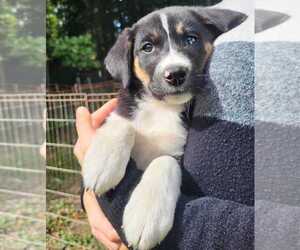 Beagle-Siberian Husky Mix Litter for sale in PLYMOUTH, ME, USA