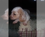 Small Photo #3 Dachshund Puppy For Sale in HAMILTON, MO, USA