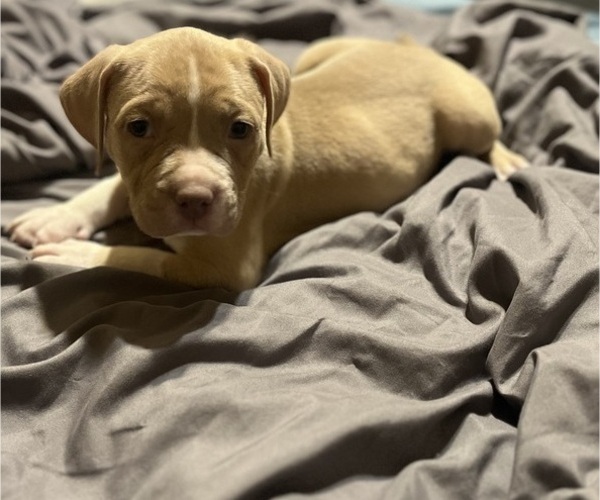 Medium Photo #22 American Bully Puppy For Sale in BUFFALO, NY, USA