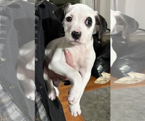 Mutt Dogs for adoption in Clarkston, MI, USA