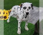 Small Photo #2 Dalmatian Puppy For Sale in ARTHUR, IL, USA