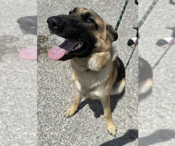 Medium Photo #3 German Shepherd Dog Puppy For Sale in Evansville, IN, USA