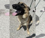 Small #2 German Shepherd Dog