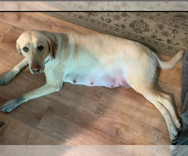Medium Photo #1 Labrador Retriever Puppy For Sale in NEWBERG, OR, USA