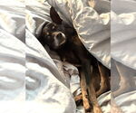 Small #7 Chihuahua Mix