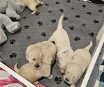 Small Photo #4 Golden Retriever Puppy For Sale in MESA, AZ, USA