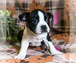 Puppy 1 Boston Terrier