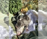 Small Photo #3 Chihuahua Puppy For Sale in RAWSONVILLE, MI, USA