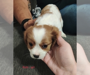 Cavalier King Charles Spaniel Puppy for sale in LOUISVILLE, KY, USA