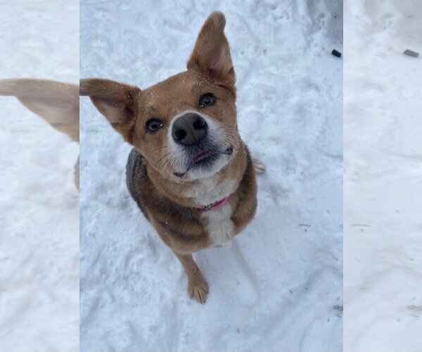 Medium Photo #3 Mutt Puppy For Sale in Lockport, NY, USA