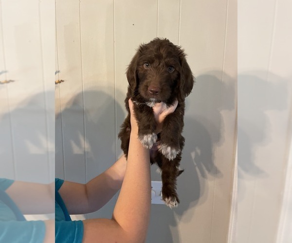 Medium Photo #3 Goldendoodle Puppy For Sale in TRINITY, NC, USA