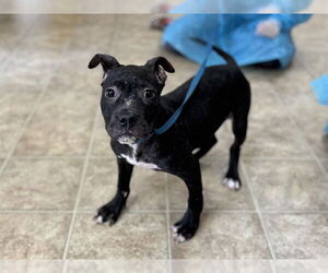 American Staffordshire Terrier-Unknown Mix Dogs for adoption in Raleigh, NC, USA