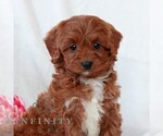 Small #3 Cavapoo (Miniature)
