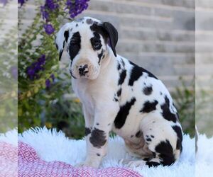 Great Dane Puppy for sale in LEBANON, PA, USA