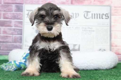 Medium Photo #1 Schnauzer (Miniature) Puppy For Sale in BEL AIR, MD, USA