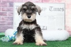 Small Photo #1 Schnauzer (Miniature) Puppy For Sale in BEL AIR, MD, USA