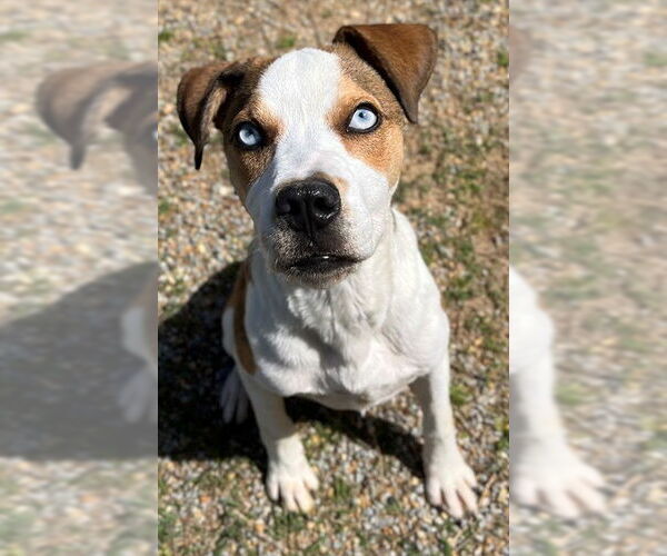 Medium Photo #1 Mutt Puppy For Sale in Augusta, GA, USA