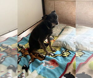 Miniature Pinscher-Unknown Mix Dogs for adoption in Osgood, IN, USA