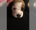 Small Photo #2 Boxador Puppy For Sale in TAMPA, FL, USA