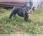 Small Photo #6 English Bulldog Puppy For Sale in HAMDEN, CT, USA