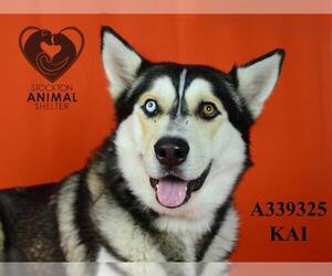 Siberian Husky Dogs for adoption in Stockton, CA, USA