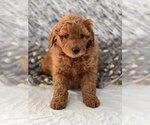 Puppy 2 Goldendoodle-Poodle (Miniature) Mix