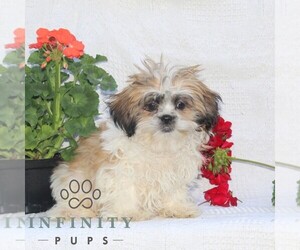 Shih Tzu Puppy for sale in RISING SUN, MD, USA