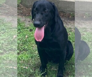 Father of the Labrador Retriever puppies born on 03/18/2024