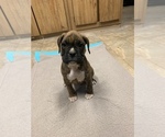 Small Photo #1 Boxer Puppy For Sale in SHELTON, WA, USA