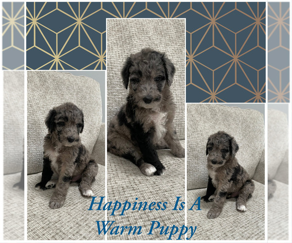 Medium Photo #2 Sheepadoodle Puppy For Sale in NEW BALTIMORE, MI, USA
