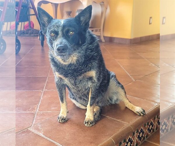 Medium Photo #2 Mutt Puppy For Sale in  Ramona, CA, USA