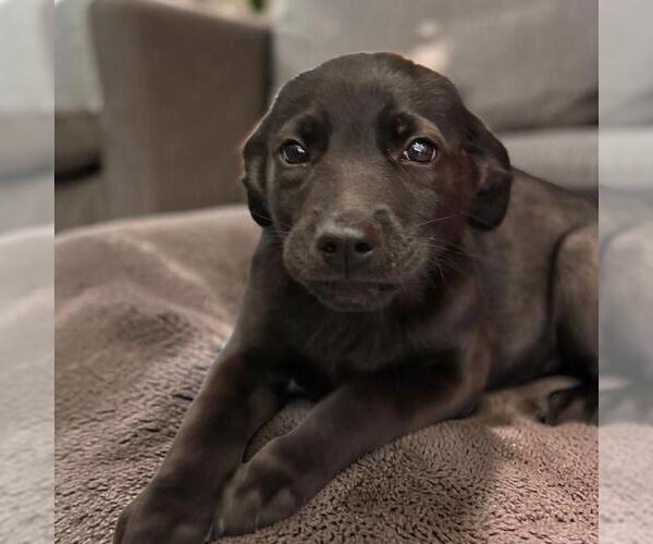 Medium Photo #5 Labrador Retriever-Unknown Mix Puppy For Sale in San Diego, CA, USA