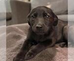 Small #4 Labrador Retriever Mix