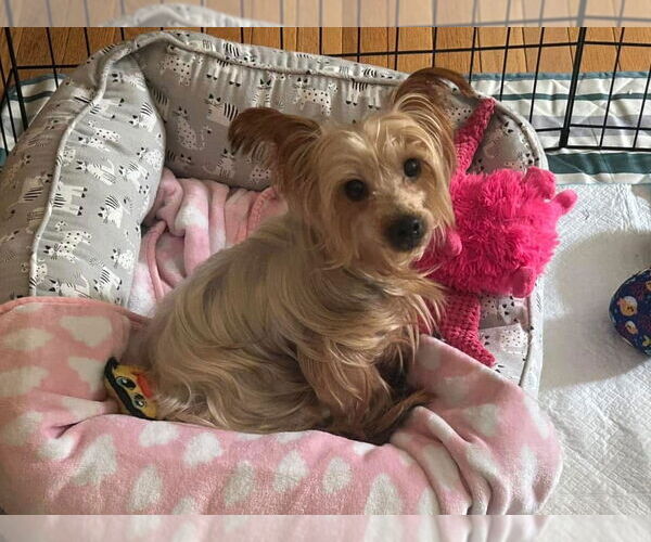 Medium Photo #2 Mutt Puppy For Sale in Sykesville, MD, USA
