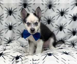 Pomsky Puppy for sale in LAKELAND, FL, USA