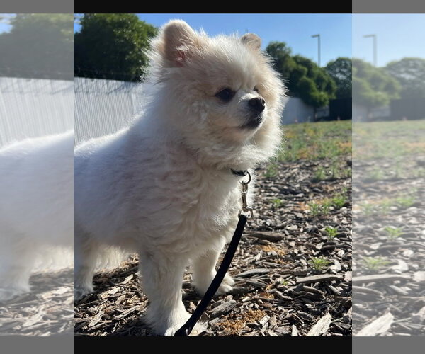 Medium Photo #5 Pomeranian Puppy For Sale in San Diego, CA, USA