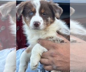 Australian Shepherd Puppy for sale in LISBON, OH, USA