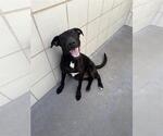 Small #1 Labrador Retriever Mix
