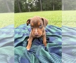 Small #2 Catahoula Leopard Dog