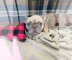 Small #3 French Bulldog Mix