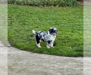 Poodle (Miniature) Puppy for sale in GRANTS PASS, OR, USA